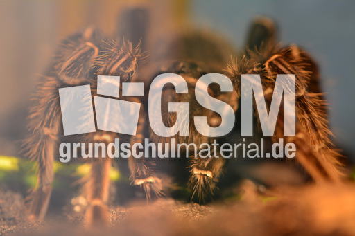 Brasilianische Riesenvogelspinne (3).jpg